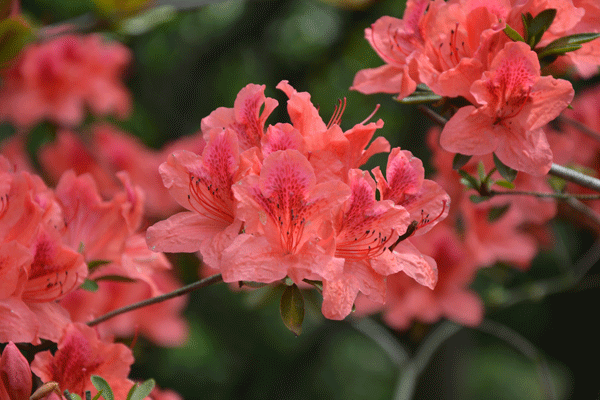 JAF-043 杜鹃花科杜鹃属杜鹃（映山红）Rhododendron-simsii-Planch.--(5).gif