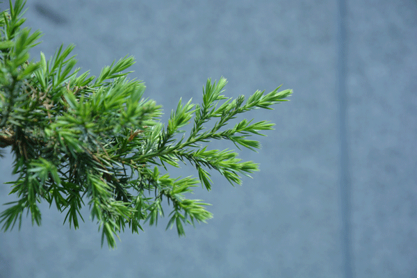 JAF-351 柏科刺柏属刺柏-Juniperus-formosana-Hayata--(8).gif