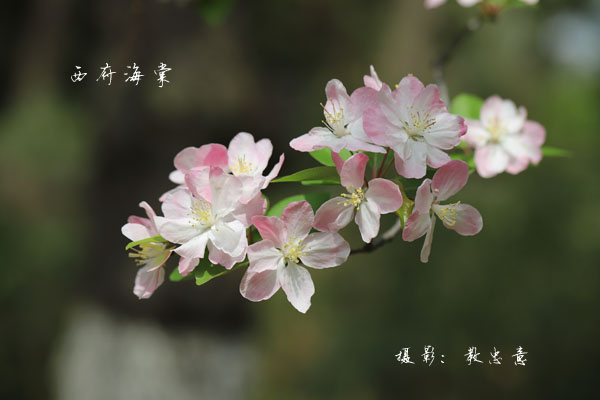 蔷薇科苹果属西府海棠Malus micromalus Makino (76)副本.jpg