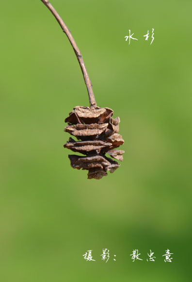 杉科水杉属水杉 Metasequoia glyptostroboides Hu et Cheng (24)副本.jpg